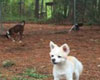 dogs smelling and chilling in a wooded forest area, pet friendly myrtle beach 