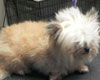 small dog with poofy, brushed out, white fur, pet daycare myrtle beach